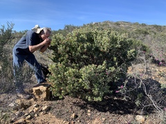 Arctostaphylos otayensis