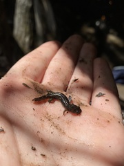 Desmognathus fuscus