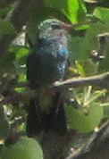 Cynanthus latirostris