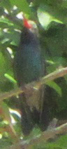 Cynanthus latirostris