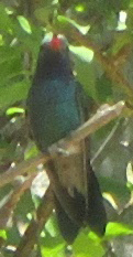 Cynanthus latirostris