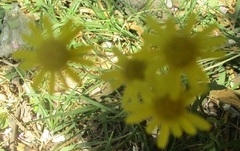 Senecio inaequidens