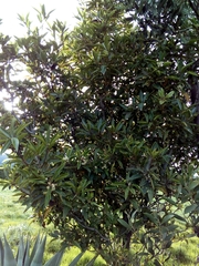 Laurus