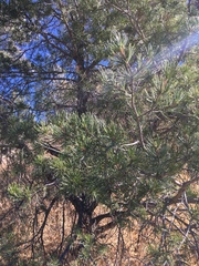 Pinus cembroides bicolor