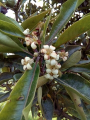 Laurus