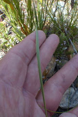 Bobartia filiformis
