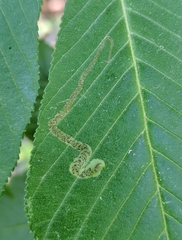 Phytomyza aesculi