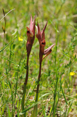 Serapias politisii