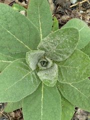 Verbascum thapsus thapsus