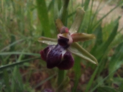 Ophrys sphegodes