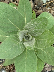Verbascum thapsus thapsus
