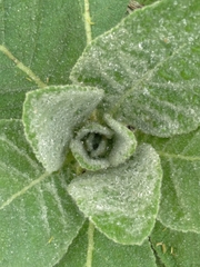 Verbascum thapsus thapsus