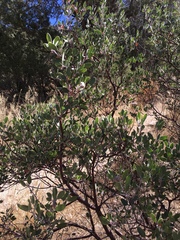 Arctostaphylos pringlei