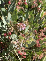 Arctostaphylos otayensis