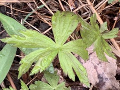 Anemonoides quinquefolia