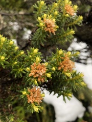 Ozothamnus ledifolius