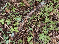 Anemonoides quinquefolia