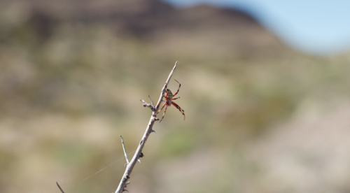 Western Spotted Orbweaver