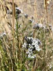 Amsonia tomentosa
