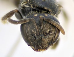 Lasioglossum pseudoplanulum