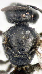 Lasioglossum pseudoplanulum