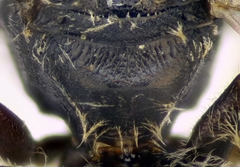 Lasioglossum pseudoplanulum