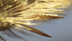 Lasioglossum pseudoplanulum