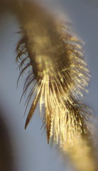 Lasioglossum pseudoplanulum