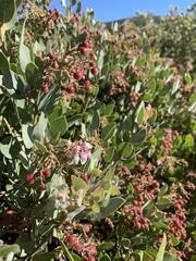 Arctostaphylos otayensis