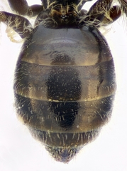 Lasioglossum pseudoplanulum