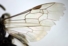 Lasioglossum pseudoplanulum