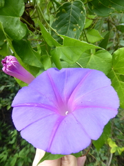 Image of Ipomoea indica