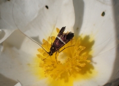 Adela paludicolella