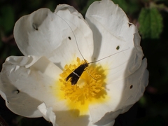 Adela paludicolella