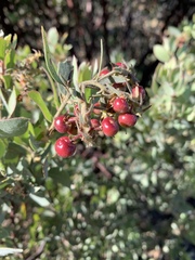Arctostaphylos otayensis