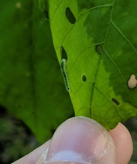 Periclista marginicollis