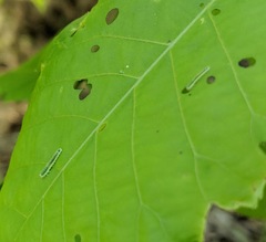 Periclista marginicollis