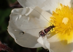 Adela paludicolella