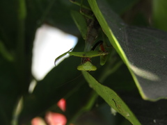 Parastagmatoptera unipunctata