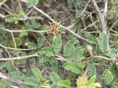 Prosopis reptans