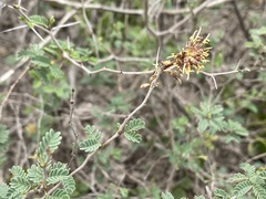 Prosopis reptans
