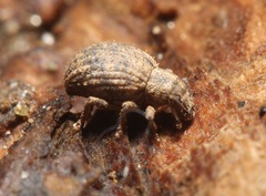 Myosides seriehispidus