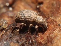 Myosides seriehispidus