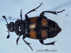 Nicrophorus hebes