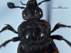 Nicrophorus hebes
