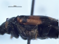 Nicrophorus hebes