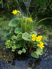 Caltha palustris