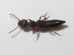 Rugilus rufipes