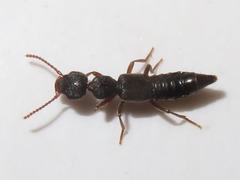 Rugilus rufipes