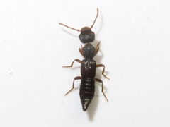 Rugilus rufipes